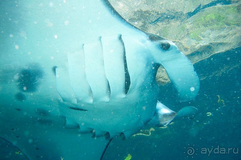 Дайвинг на Бали, июнь 2014