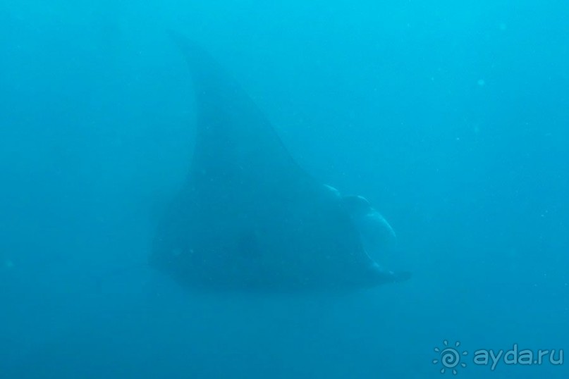 Дайвинг на Бали, июнь 2014