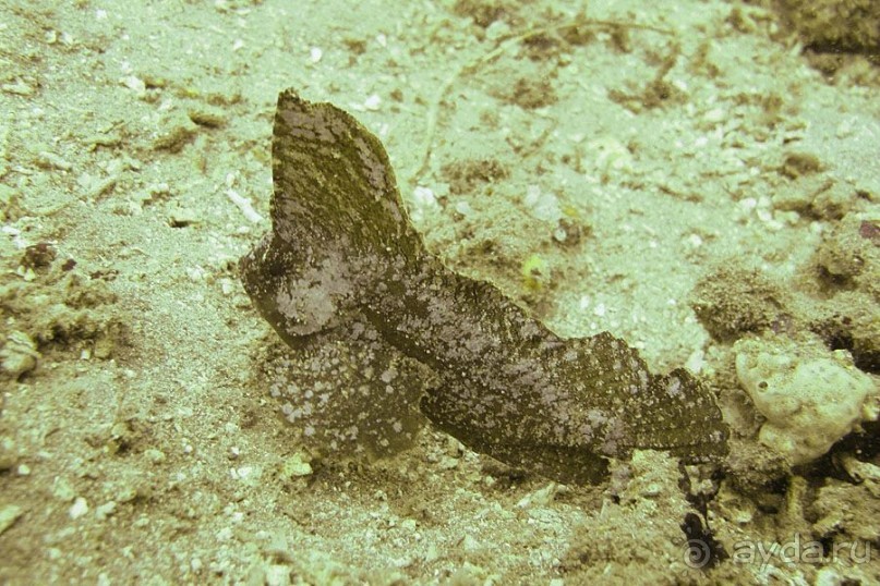 Дайвинг на Бали, июнь 2014