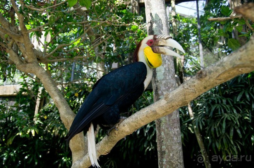 Дайвинг на Бали, июнь 2014