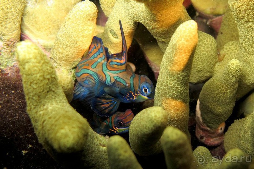 Дайвинг на Бали, июнь 2014