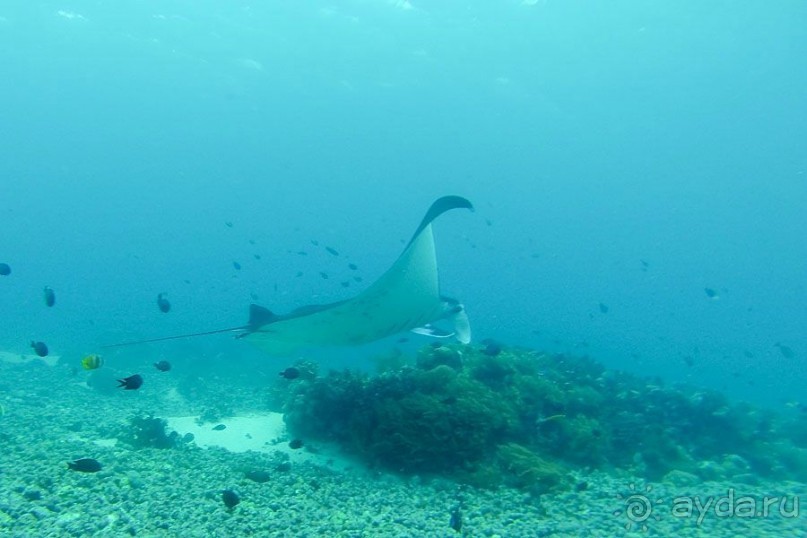 Дайвинг на Бали, июнь 2014