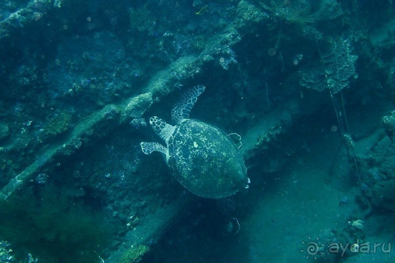 Дайвинг на Бали, июнь 2014