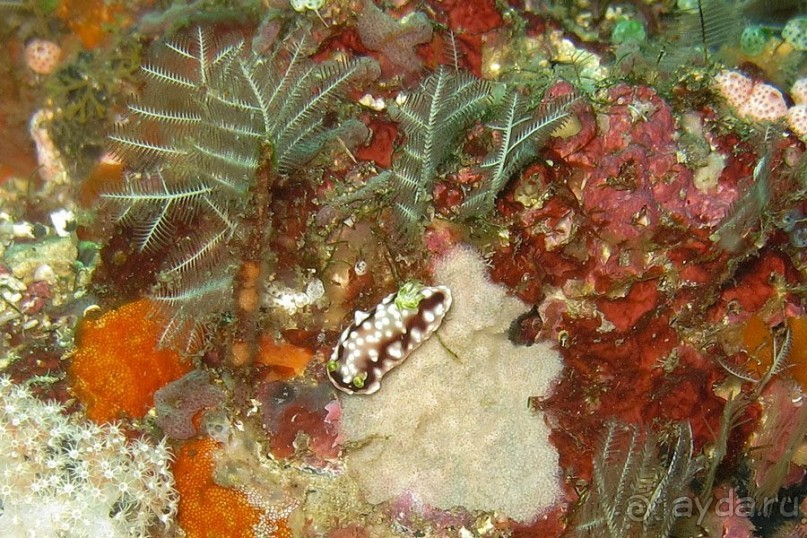 Дайвинг на Бали, июнь 2014