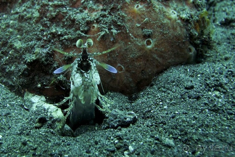 Дайвинг на Бали, июнь 2014