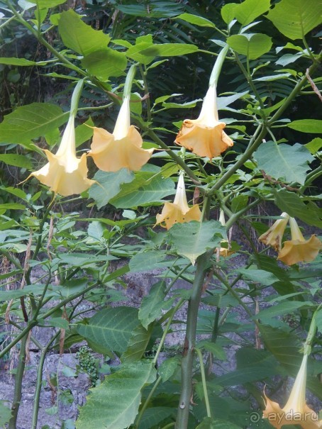 Черногория, Монтенегро, Чрна Гора.