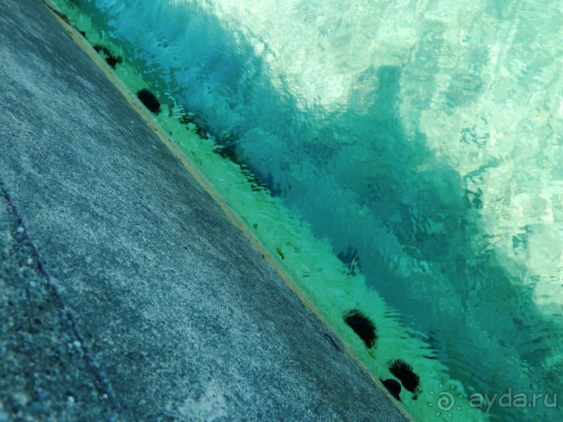 Черногория, Монтенегро, Чрна Гора.