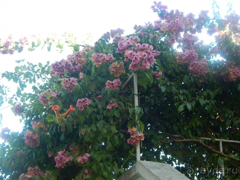 Черногория, Монтенегро, Чрна Гора.