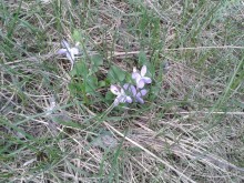 Горы. Цветы.