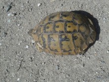 Греция. Кавала. Территория крепости. Гуляет сама по себе.