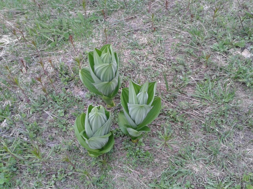 Горы. Цветы.