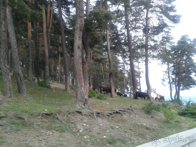 Горы Родопы. Коровы идут на вечернюю дойку.