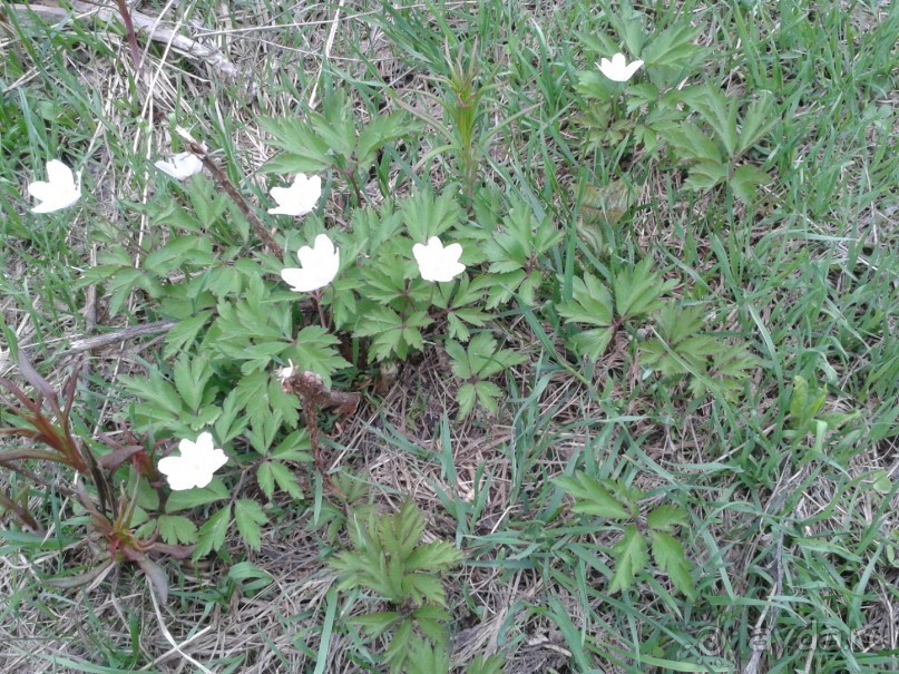 Горы. Цветы.