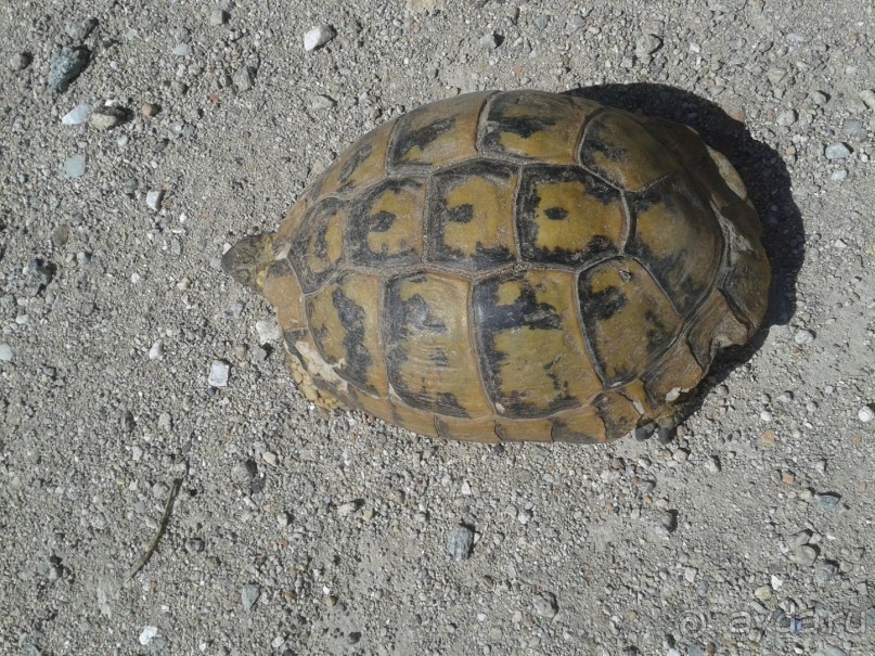 Греция. Кавала. Территория крепости. Гуляет сама по себе.