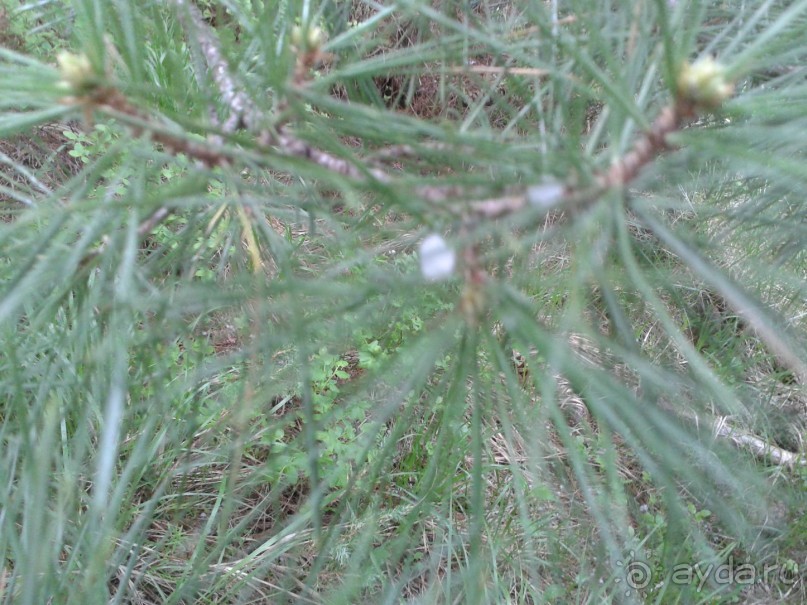 В горах. Вот такие градины могут быть в июне.