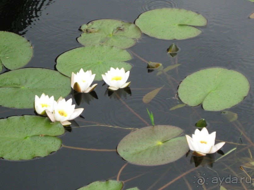 Финляндия 2013