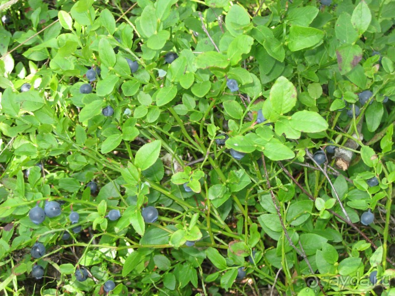 Финляндия 2013