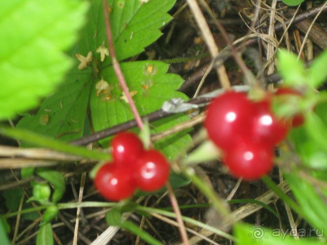 Финляндия 2012