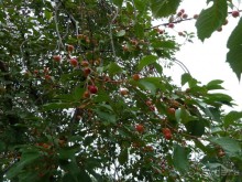 Котка. Просто Котка... Не просто Котка!!