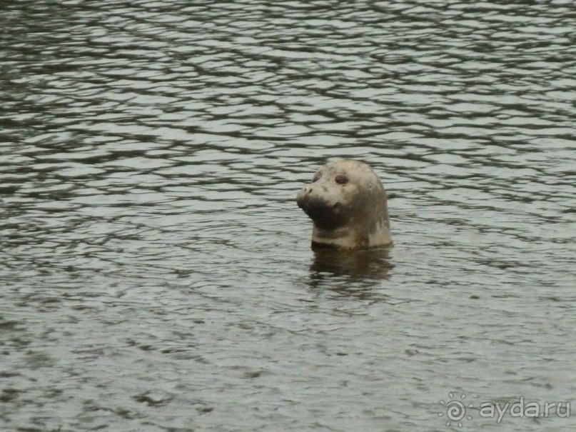 Котка. Просто Котка... Не просто Котка!!