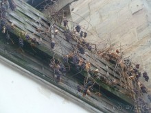 Альбом отзыва "Чудесные Рождественские городки около Нюрнберга. Фюрт, Бамберг, Ротенбург на Таубере."