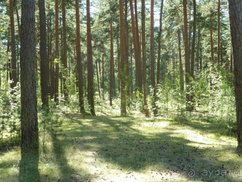 Красно-зеленый маршрут. Шалаш Ленина в Разливе и город Сестрорецк.