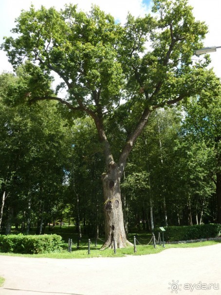 Красно-зеленый маршрут. Шалаш Ленина в Разливе и город Сестрорецк.