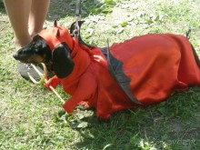 Альбом отзыва "Летние праздники и события в Санкт-Петербурге. Краткий путеводитель."