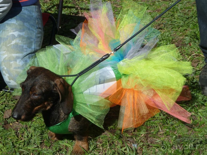 Летние праздники и события в Санкт-Петербурге. Краткий путеводитель.