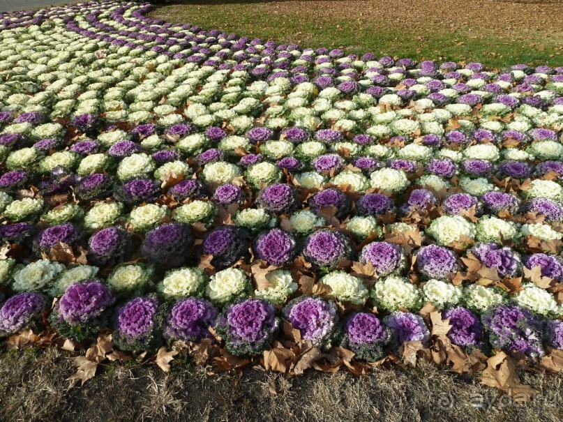 Будапешт. Поездка перед Рождеством.