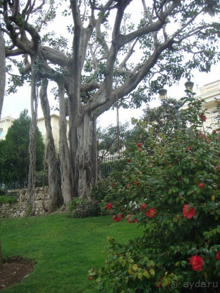 Лазурный берег весной. Ницца, Канны и окрестности. Лазурный берег весной. Ницца, Канны и окрестности.