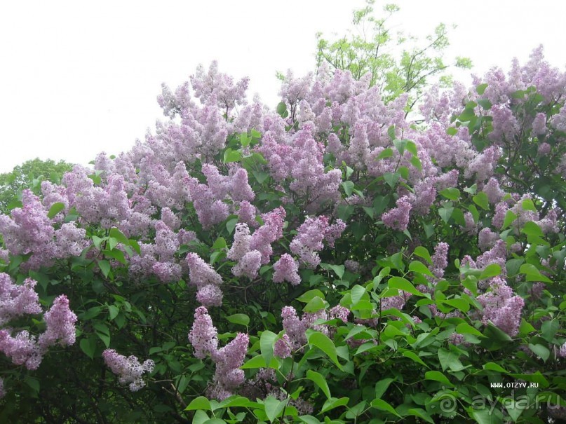 50 мест и событий, которые надо посетить в Санкт-Петербурге летом