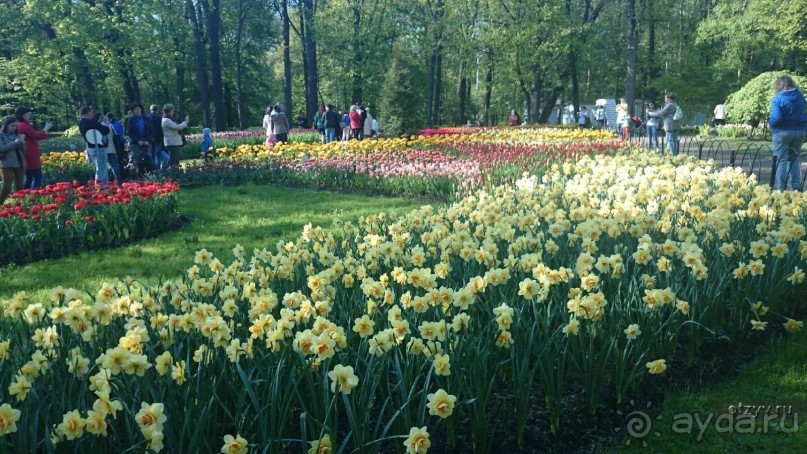 Как летом  осмотреть Петербург с земли, воды и воздуха. Советы самостоятельным туристам.