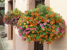 Эльзасские окрестности. Самая красивая деревня Европы - Рибовиль.