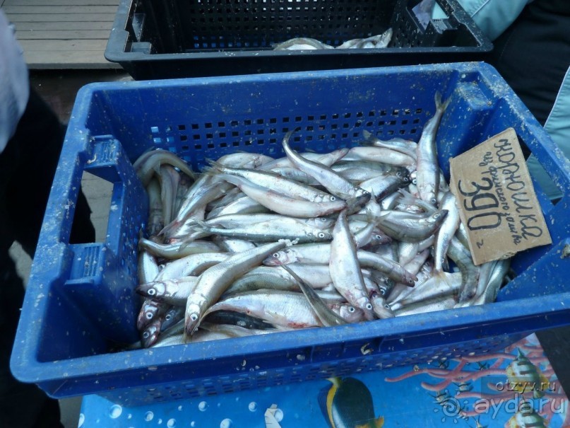 50 мест и событий, которые надо посетить в Петербурге. Часть 2. Осень, зима, весна.