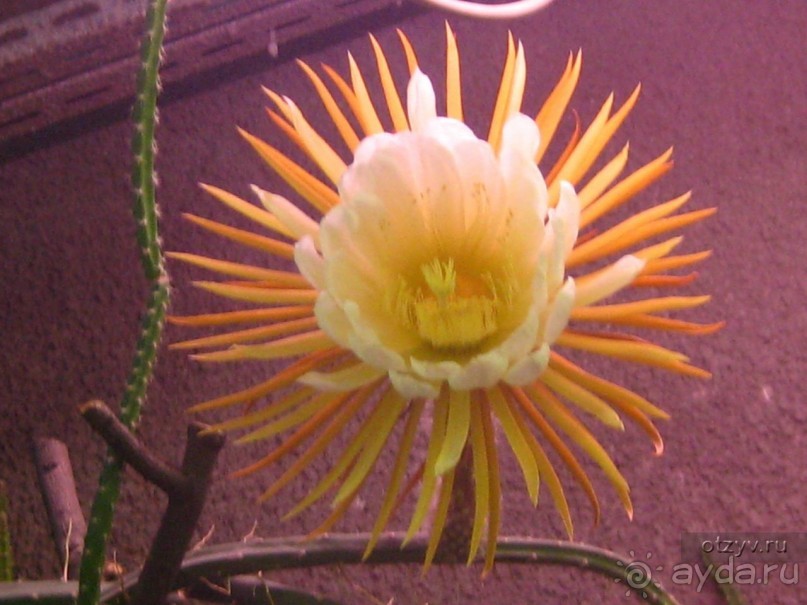 50 мест и событий, которые надо посетить в Петербурге. Часть 2. Осень, зима, весна.