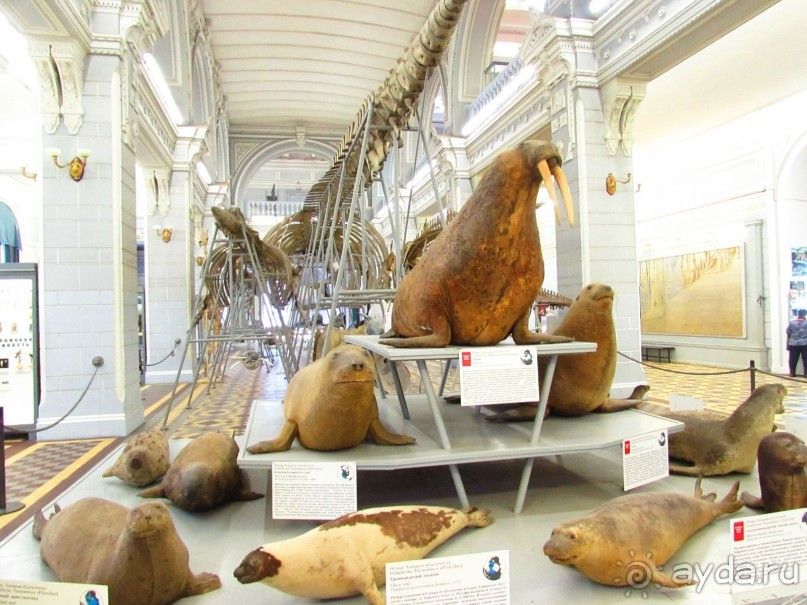 50 мест и событий, которые надо посетить в Петербурге. Часть 2. Осень, зима, весна.