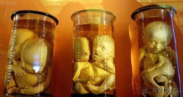 50 мест и событий, которые надо посетить в Петербурге. Часть 2. Осень, зима, весна.