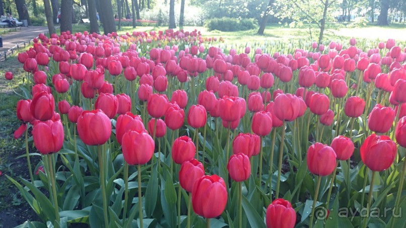 50 мест и событий, которые надо посетить в Петербурге. Часть 2. Осень, зима, весна.