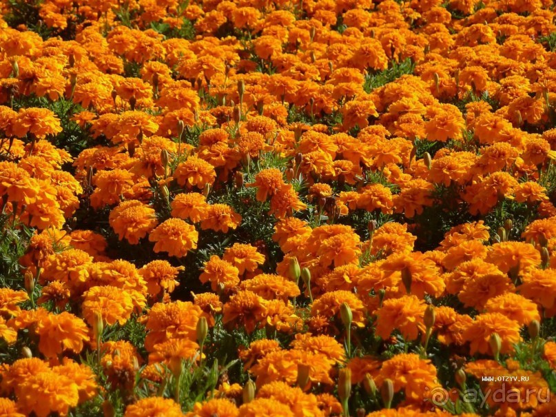 50 мест и событий, которые надо посетить в Петербурге. Часть 2. Осень, зима, весна.