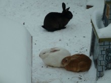 В Ригу на Рождество. Второй раз в ту же реку.