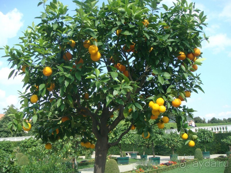 Вена. Неделя в Имперской столице