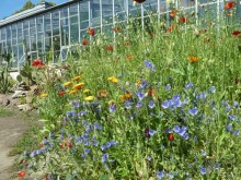 Ботанический сад в Санкт-Петербурге интересен круглый год.