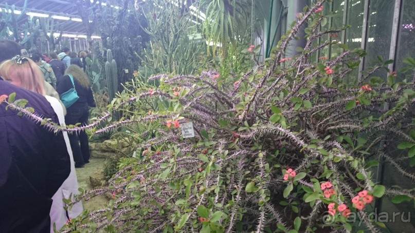 Ботанический сад в Санкт-Петербурге интересен круглый год.