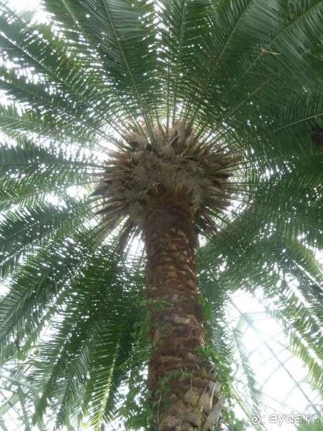 Ботанический сад в Санкт-Петербурге интересен круглый год.