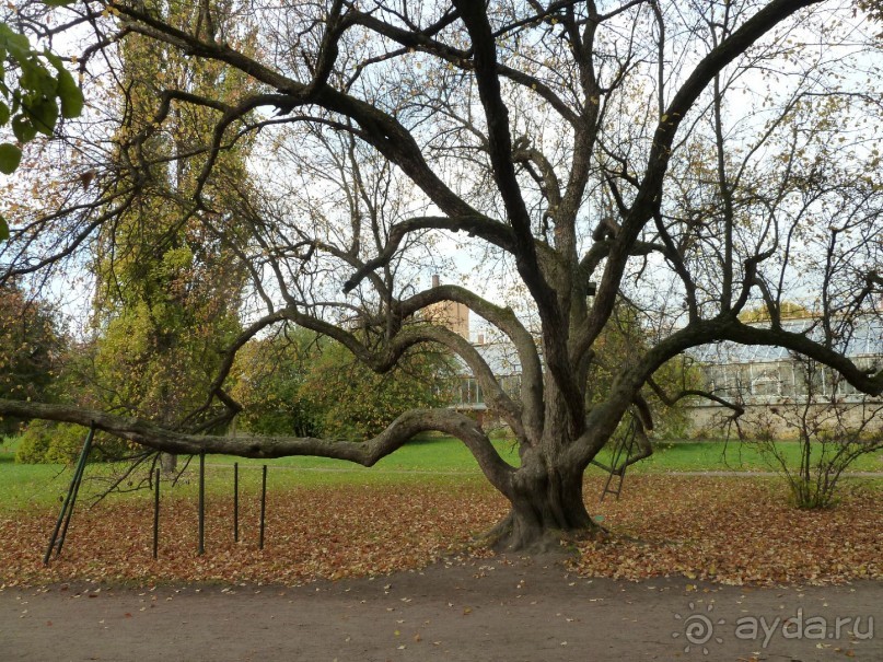 Ботанический сад в Санкт-Петербурге интересен круглый год.