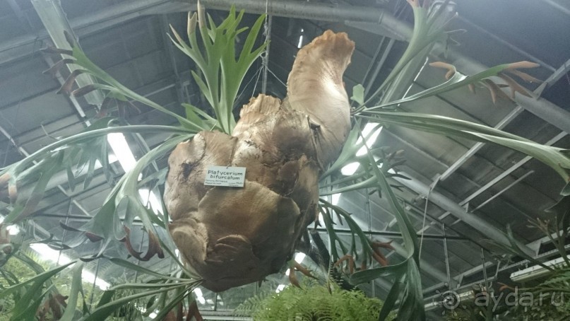 Ботанический сад в Санкт-Петербурге интересен круглый год.