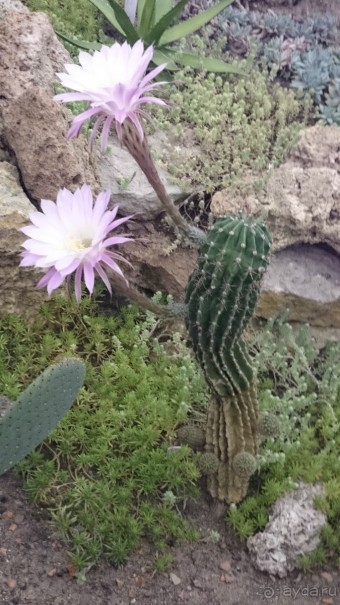 Ботанический сад в Санкт-Петербурге интересен круглый год.