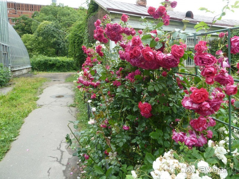 Ботанический сад в Санкт-Петербурге интересен круглый год.