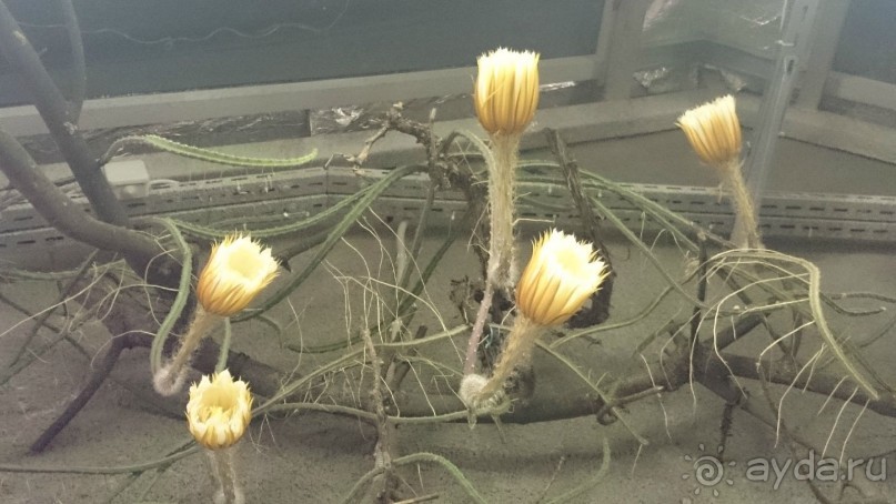 Ботанический сад в Санкт-Петербурге интересен круглый год.